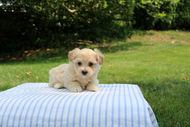 puppy, for, sale, Shi-Poo, Matthew B. Stoltzfus, dog, breeder, Gap, PA, dog-breeder, puppy-for-sale, forsale, nearby, find, puppyfind, locator, puppylocator, aca